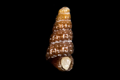 Cerithiopsidae