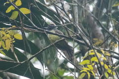 Myiarchus phaeocephalus