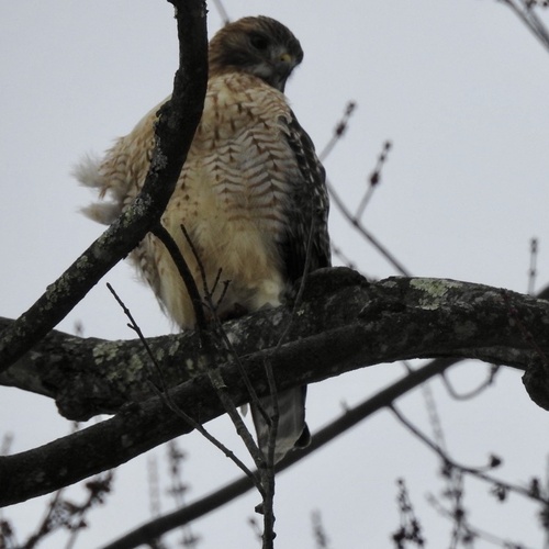 Red-tailed × Red-shouldered Hawk photographed in West Virginia