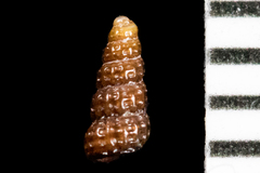 Cerithiopsidae