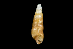 Cerithiopsidae