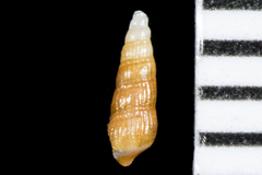 Cerithiopsidae