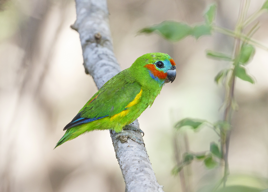 Double-eyed Fig-Parrot photo