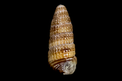 Cerithiopsidae