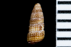 Cerithiopsidae