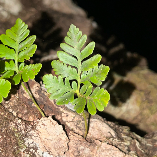 Dwarf Hare's-foot Fern (Davallia repens)