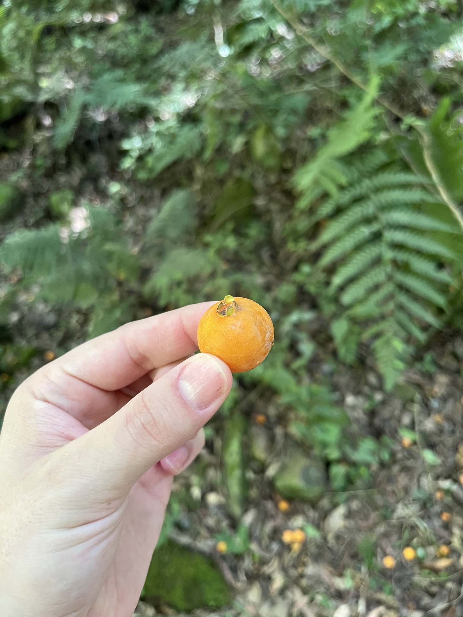 Campomanesia xanthocarpa