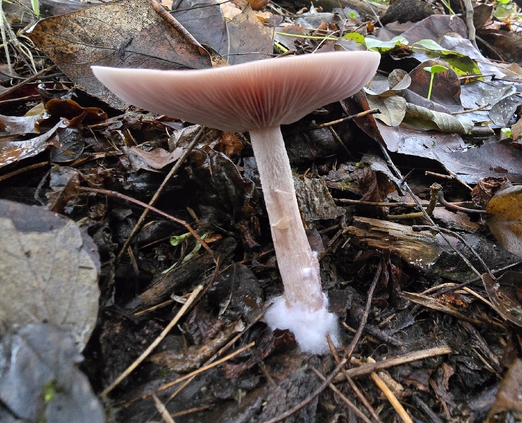 Clitocybe violaceifolia