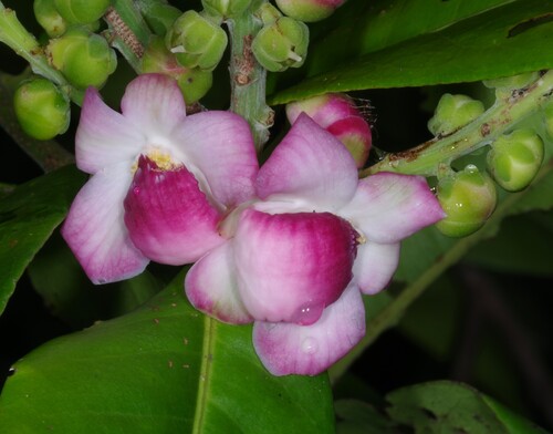 Lecythis corrugata Poit. 2