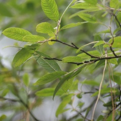 Salix paradoxa
