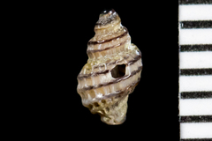 Paciocinebrina atropurpurea