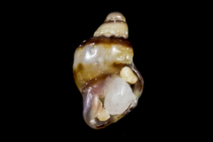 Ocinebrina