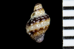 Ocinebrina