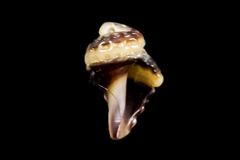 Ocinebrina