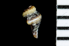 Ocinebrina