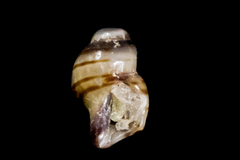 Ocinebrina
