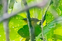 Geothlypis auricularis