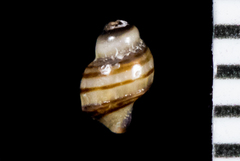 Ocinebrina