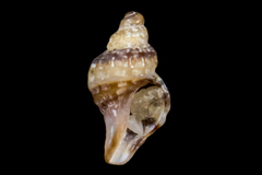 Ocinebrina
