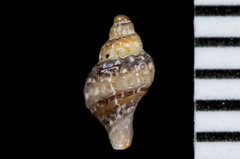 Ocinebrina
