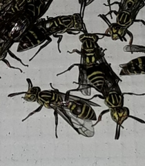 Protopolybia exigua
