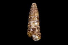 Cerithiopsis
