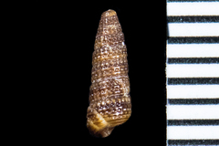 Cerithiopsis