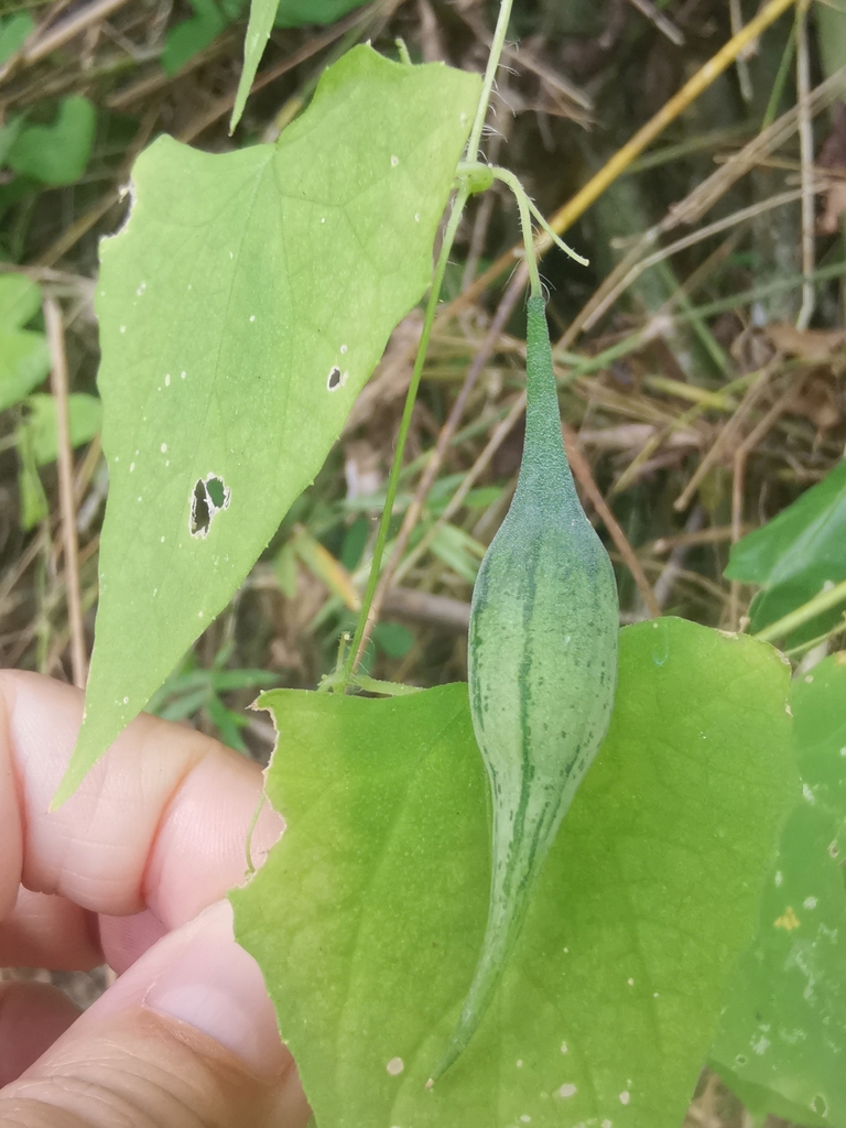 Indomelothria