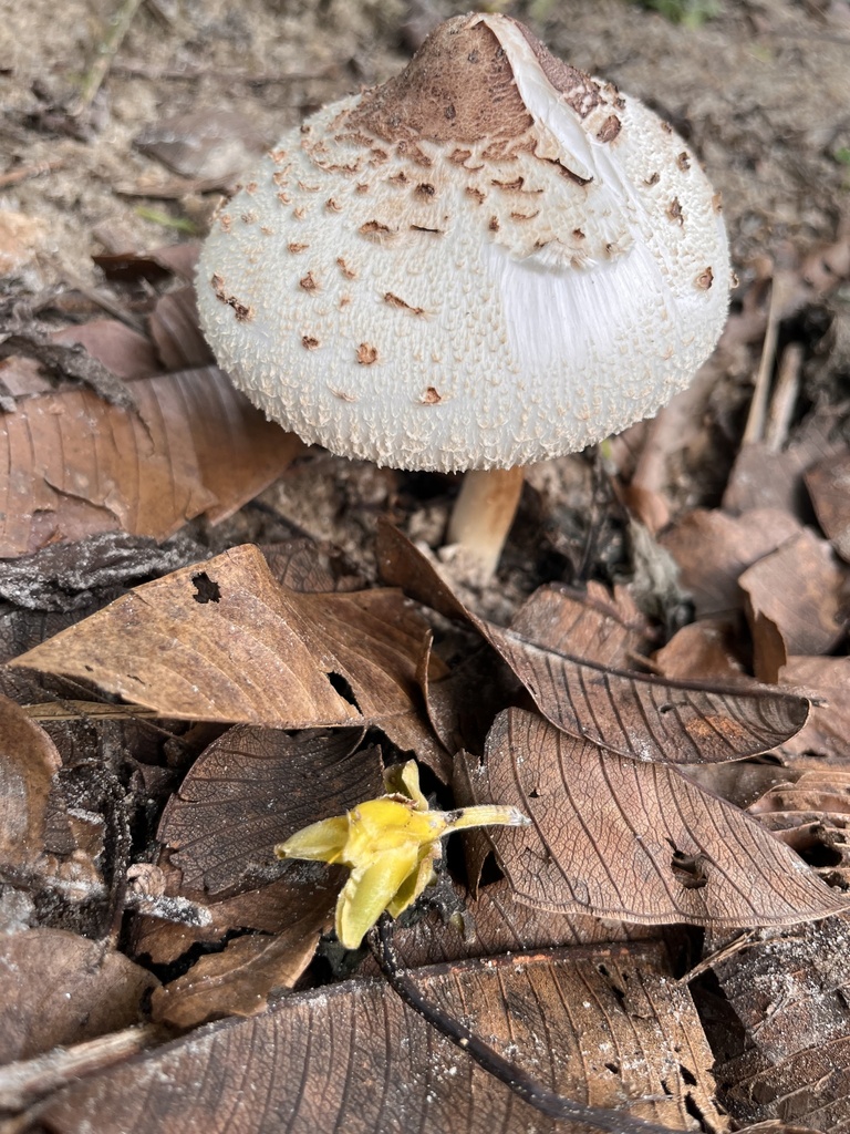 Chlorophyllum molybdites · December 2025 · photo: © mariobarroso (iNaturalist, cc-by)