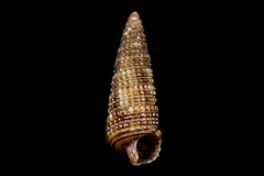 Cerithiopsis