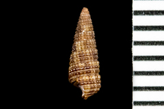 Cerithiopsis