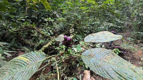 Acanthaceae observed 2025-12-14