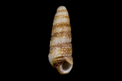 Cerithiopsis