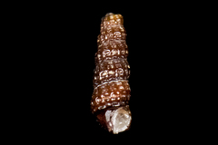 Cerithiopsis
