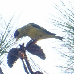 Chloris monguilloti