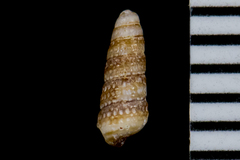 Cerithiopsis