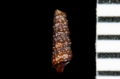 Cerithiopsis
