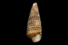 Cerithiopsis