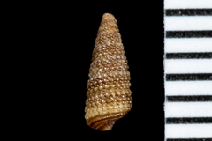 Cerithiopsis