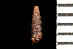 Cerithiopsis