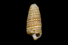 Cerithiopsis