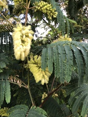 Paraserianthes
