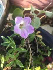 Magnoliopsida