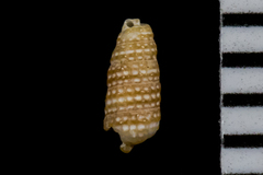 Cerithiopsis