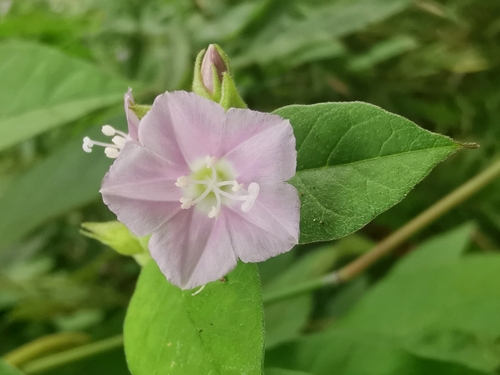 Jacquemontia paniculata, photograph 6