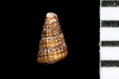 Cerithiopsis