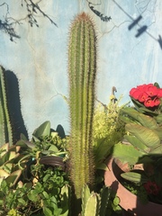 Cactoideae