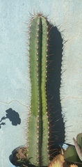 Cactoideae