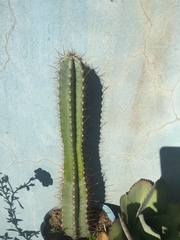 Cactoideae