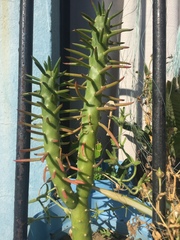 Euphorbia trigona